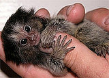 PYGMY MARMOSETS